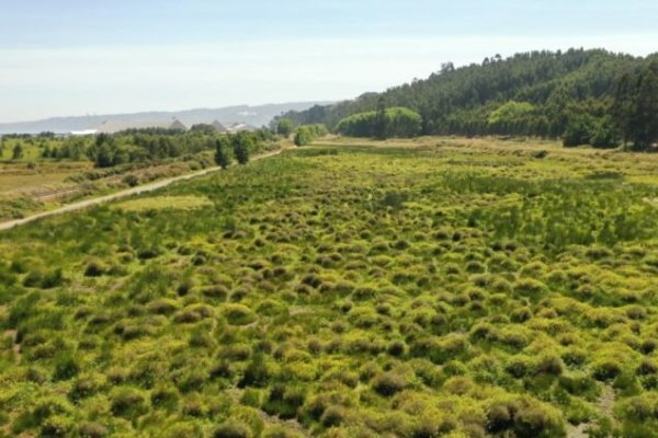 <p>Con dos nuevas declaratorias, Región del Biobío alcanza 25 humedales urbanos, de un total de 144 en todo el país</p>