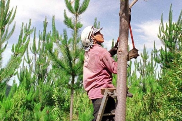 Exportaciones forestales del Biobío caen 32,7% en noviembre y gremio alerta sobre impacto de los incendios en la oferta futura