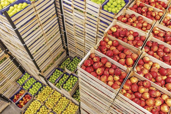 El plan de Frutas de Chile para superar los US$ 10.000 millones de exportaciones para 2028