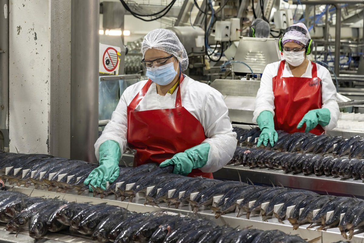 <p>El jurel dispara el desembarque pesquero en el Biobío: actividad sectorial creció casi 84% en diciembre</p>