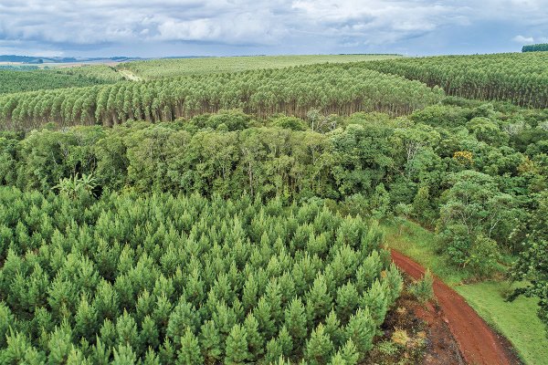 La hazaña financiera de las forestales chilenas para levantar los mayores proyectos de su historia