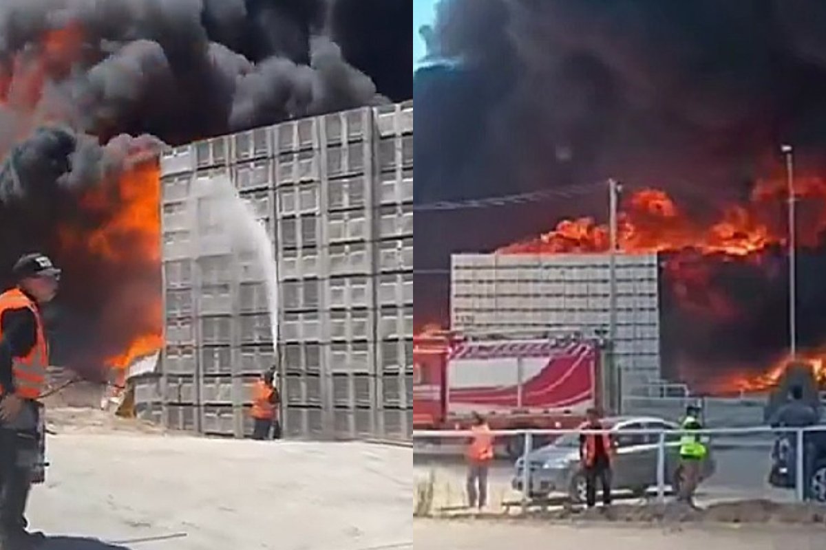 <p>Incendio de proporciones obliga a evacuar 500 trabajadores de instalaciones de Verfrut en Las Cabras</p>