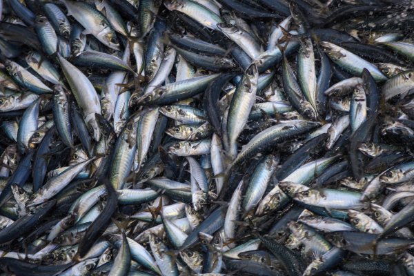 <p>Alimar invertirá US$ 18 millones en nueva planta de congelados en Lota tras aprobación del SEIA</p>