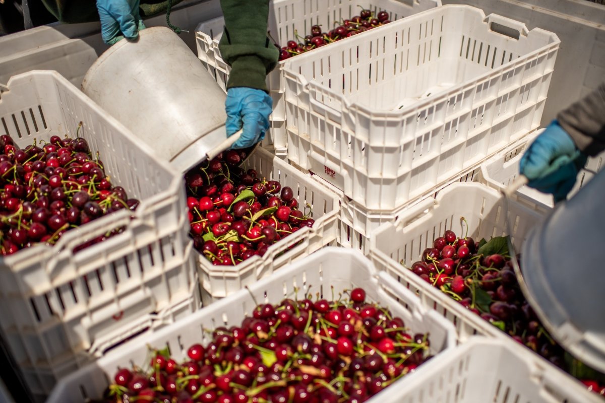 <p>Las ventas de cerezas chilenas a China decepcionan por el exceso de oferta y el rezago de la demanda</p>