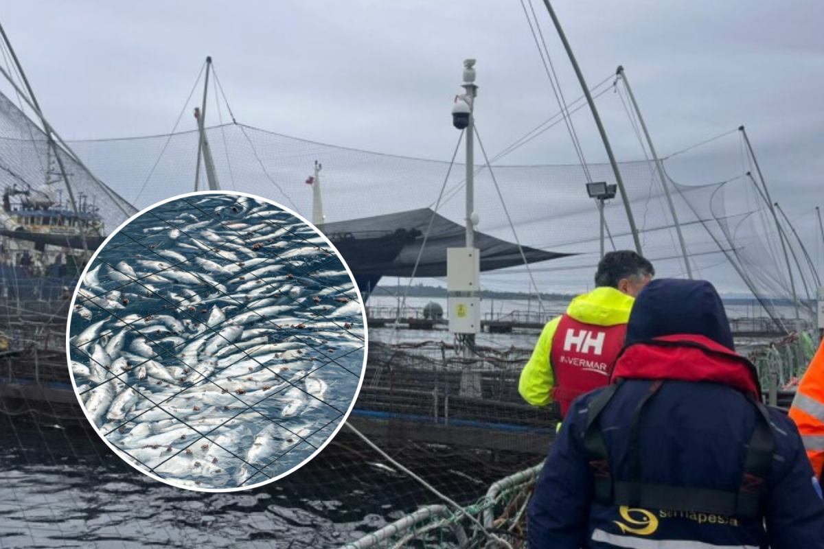 <p>Invermar activa plan de contingencia tras pérdida de 283 toneladas de salmones por bajas de oxígeno en Chiloé</p>
