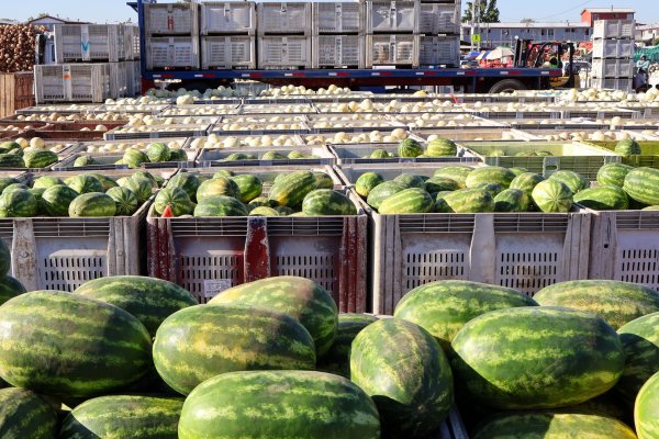 ¿Está más barata la feria? Bajas de precios entre verduras y frutas priman este verano