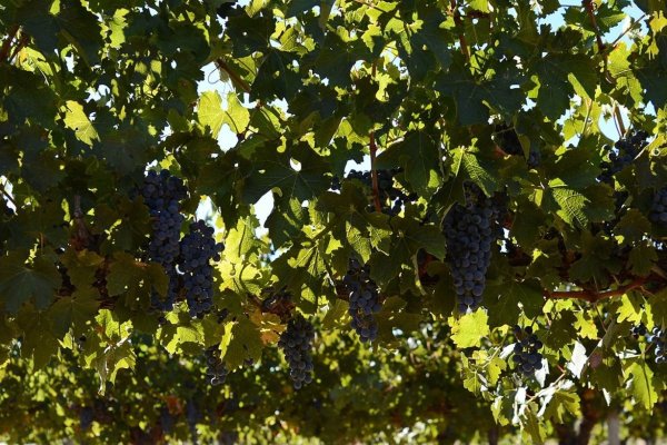 Viña Santa Rita registró pérdidas por $ 5.871 millones durante 2025