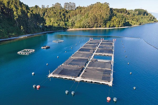 Salmones Camanchaca casi duplica ganancias en el ejercicio