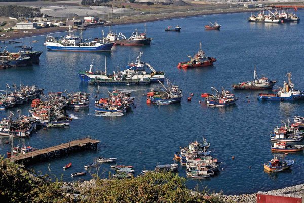 Industriales del Biobío acusan impacto millonario de la Ley de la Jibia y piden reactivar captura ante avance de flota china