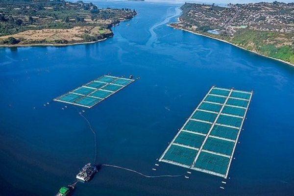 SMA realiza masiva notificación a Centros de Engorda de Salmones para que no excedan su producción en 2026