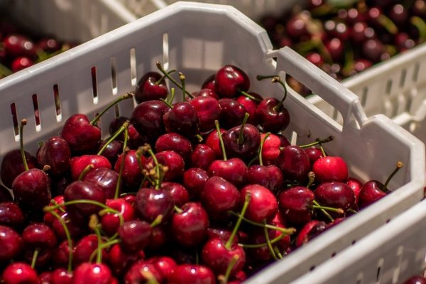 Exportaciones de cerezas desde el Maule marcan récord con alza de casi 80% en envíos a Corea del Sur