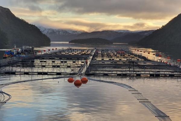 Blumar, Australis y Cermaq implementan inédito proyecto que optimiza la producción salmonera en Magallanes