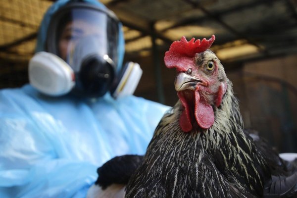 Declaran alerta temprana preventiva en Valparaíso tras detección de influenza aviar H5N1 en humedal