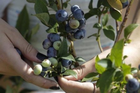 Grupo chileno Empresas Penta invertirá US$ 60 millones en 400 hectáreas de arándanos en Trujillo