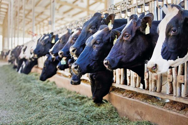 Producción de carne bovina inicia 2026 a la baja: Fedecarne advierte "desinversión prolongada" y exige política de Estado que fortalezca la ganadería