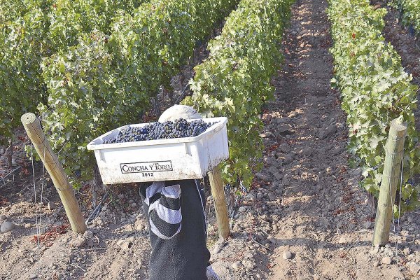 Ingresos de Concha y Toro suben 1,7% en 2025 y directorio reactiva programa de recompra de acciones