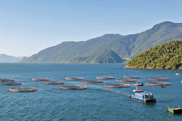 Salmoneros destacan que despejar las relocalizaciones aumentaría la competitividad de la industria