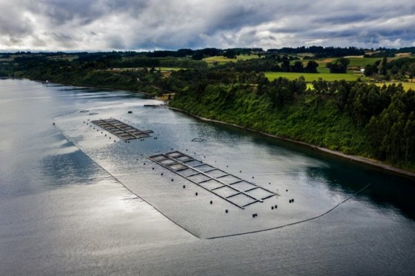 Municipios de la Cuenca del Llanquihue plantean plazo máximo de cinco años para salida de salmoneras de aguas del lago
