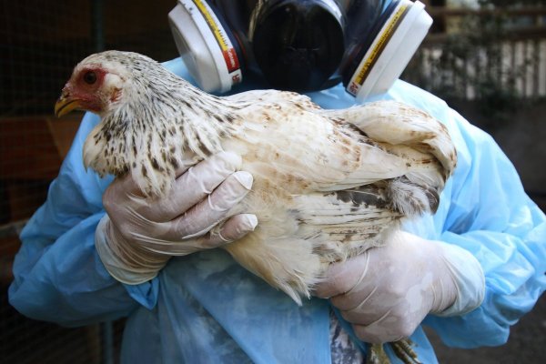 SAG suspende certificación de exportaciones avícolas tras detectar primer caso de influenza aviar en aves de postura en un plantel industrial
