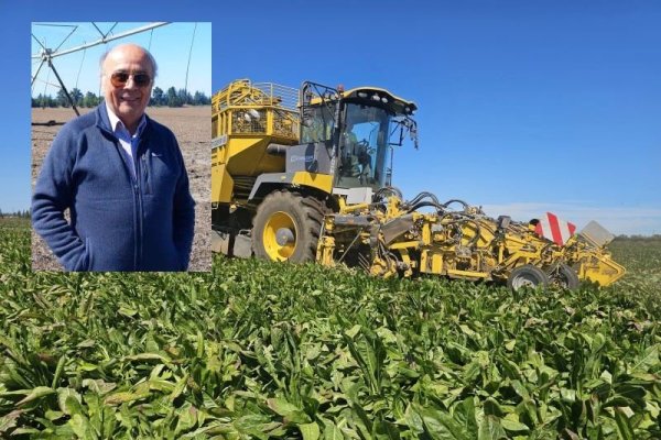 <p>Productor de Los Ángeles rompe récord internacional en mercado de achicoria: “Ningún agricultor, ni en Bélgica ni en Chile, había sobrepasado las 100 toneladas” por hectárea</p>