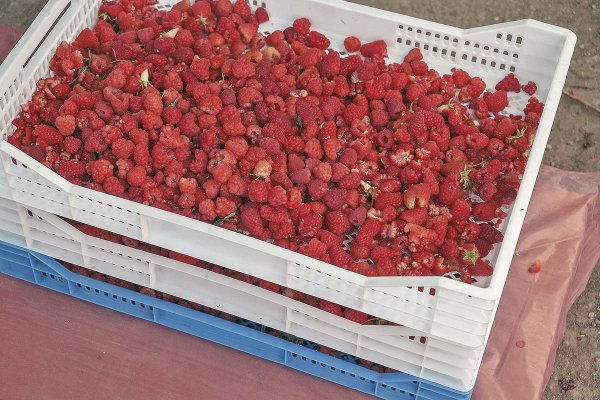 El rearme de una de las mayores exportadoras de frutos orgánicos del país considera incorporar socio y venta de activo