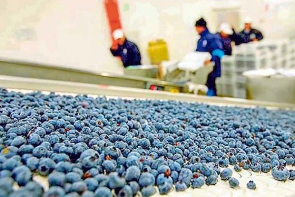 Hortifrut pierde US$ 77 millones en 2025 por efecto contable y aumenta sus ingresos