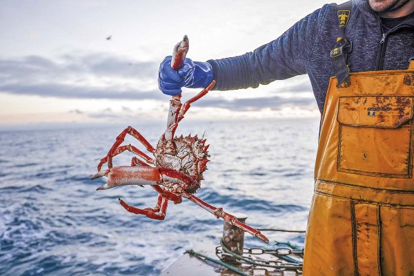 Colusión de la centolla: a horas de la primera audiencia ante el TDLC, denunciante exige indemnizaciones para los pescadores afectados