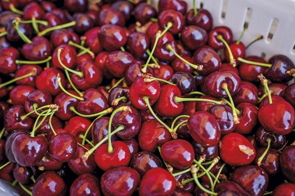 Sobreoferta de cerezas y venta de campos: el complejo escenario que enfrenta una de las mayores empresas agrícolas del país