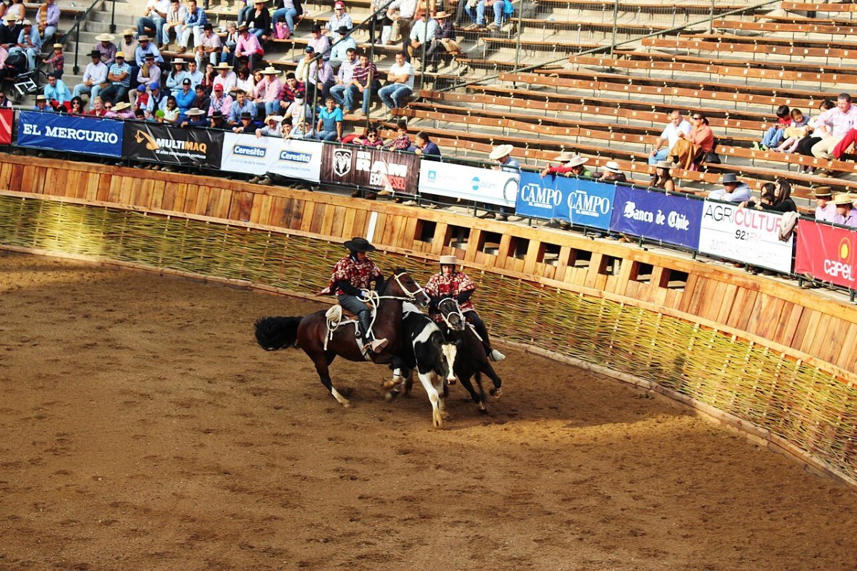 <p>Una medalla de oro: el conflicto que enfrenta a la Federación de Rodeo chileno con Chilexpress</p>
