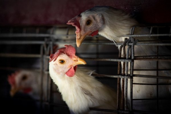 120 mil aves ponedoras serán sacrificadas tras detección del primer brote de influenza aviar en un plantel comercial de La Araucanía