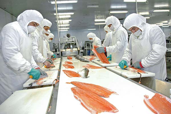 Industria del salmón concentró más de 90% de las exportaciones de la Región de Los Lagos en el primer trimestre, con envíos por más US$ 1.900 millones