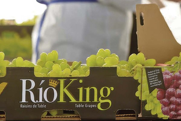 US$ 105 millones en deudas: reconocida exportadora frutícola chilena al borde de la quiebra