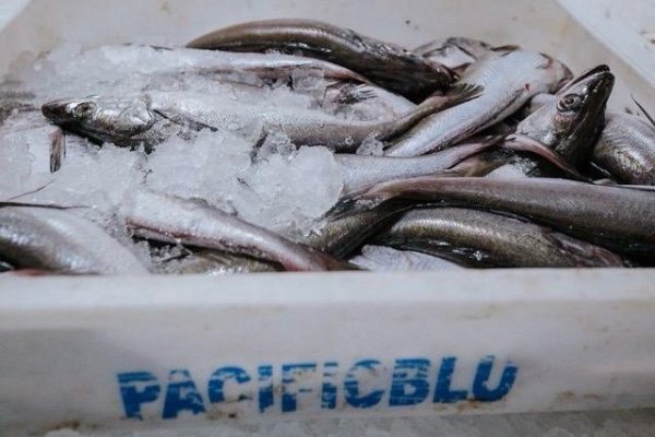 PacificBlu certifica sustentabilidad en pesca industrial de la merluza común y abre acceso a nuevos mercados internacionales
