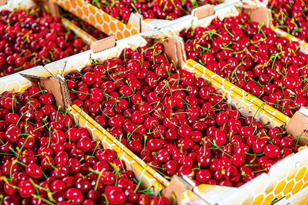 Productores de cerezas de Maule recurren a Brasil en busca de nueva demanda para absorber el exceso de oferta en China