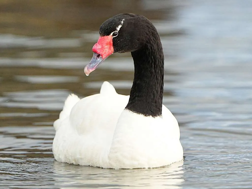 <p>Por cisne contagiado, SAG declara alerta por Influenza Aviar en la Región de Los Lagos</p>