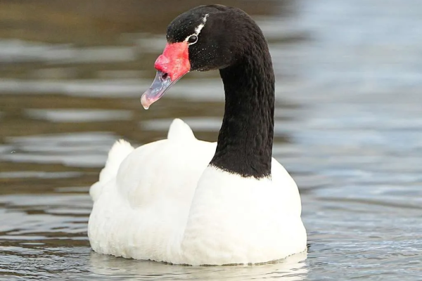 Por cisne contagiado, SAG declara alerta por Influenza Aviar en la Región de Los Lagos