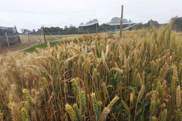 <p>Trigo alto en fibra de Neocrop Technologies. Foto: Neocrop Technologies</p>