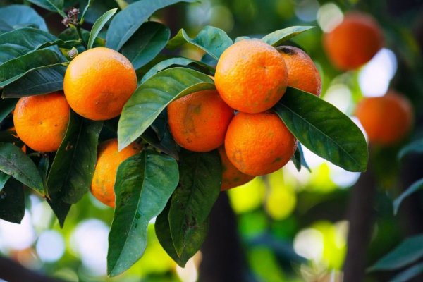 Plantaciones de mandarinas se consolidan en Coquimbo, pero brechas técnicas frenan competitividad exportadora