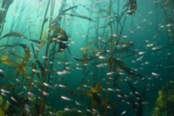 Megatransecto Patagonia: el salto de Rewilding Chile al mar