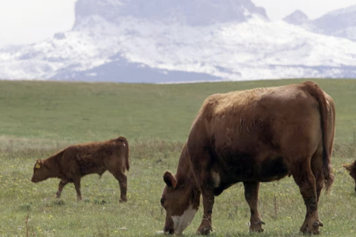 <p>Productores de carne de res de Canadá afirman que el acuerdo comercial con Mercosur devastará la industria</p>