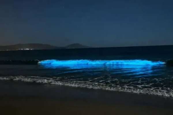 Bioluminiscencia dispara turismo en Coquimbo: más de 2.400 vehículos llegan a Tongoy y Guanaqueros en fin de semana largo