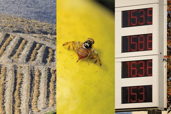 El triple golpe que tiene a los agricultores del Limarí al borde del colapso: sequía, mosca de la fruta y combustibles