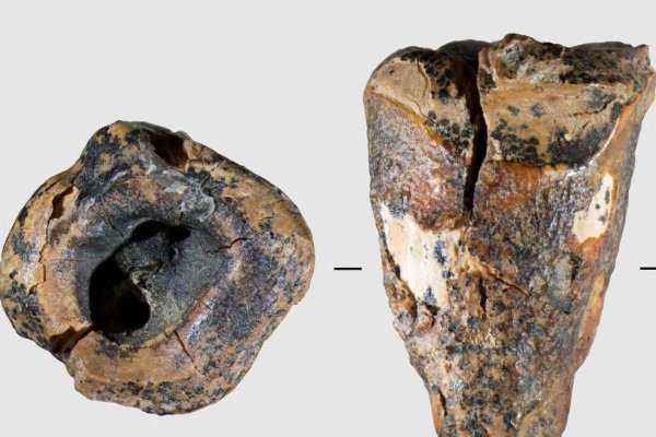 Encuentran vestigios del trabajo del primer dentista neandertal hace 59 mil años