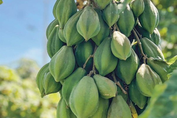 Superficie para cultivo de papayas cae 50% en una década en Coquimbo y advierten que declive seguiría profundizándose