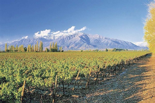 <p>Viñas chilenas siguen sin recuperar terreno, pero el mercado aplaude resiliencia de Concha y Toro</p>