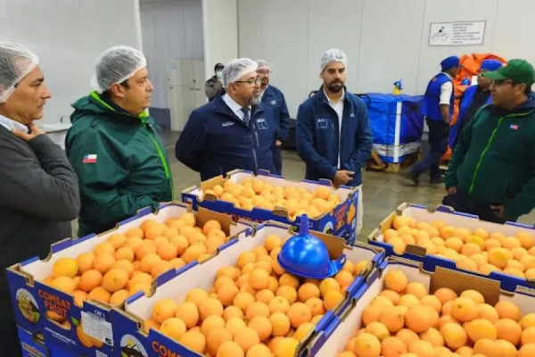 Productores en alerta: en plena temporada de exportación de cítricos activan en Coquimbo masivas campañas por mosca de la fruta