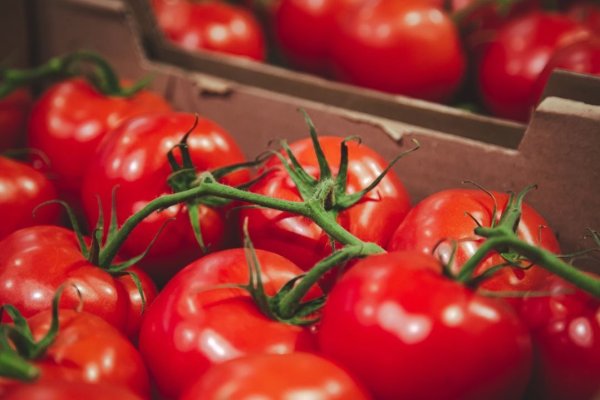 El nuevo negocio agrícola que asoma en Valparaíso y Arica, exportar tomates en períodos de escasez estacional en países vecinos