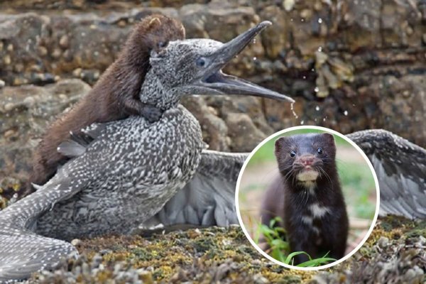 La venganza del visón: usado antes en la elaboración de abrigos hoy es una plaga que amenaza a productores agrícolas y al turismo de Chiloé