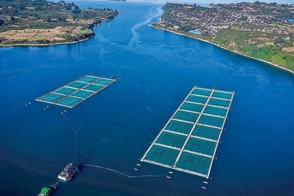 <p>Justicia suspende entrega de datos de la industria salmonera por eventuales riesgos a la libre competencia</p>