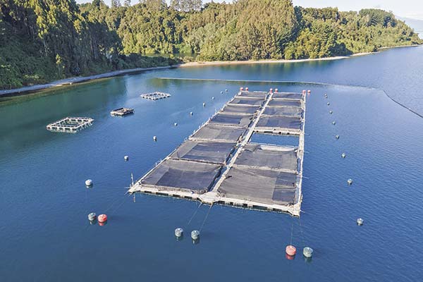 Sernapesca activa fiscalización por denuncia de escape de salmones desde centro de cultivo en el lago Llanquihue